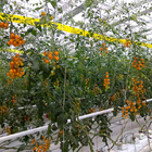 1mm Polypropylene Irrigation Tomato Tying Garden Twine Water Resistant