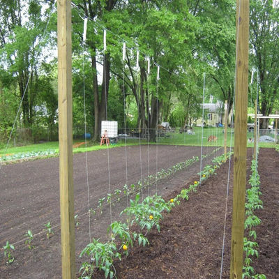 Tomato Twine Heavy Duty UV Resistant Garden Twine String for Tomato Trellis Climbing Plants Greenhouse Agricultural Tying Rope